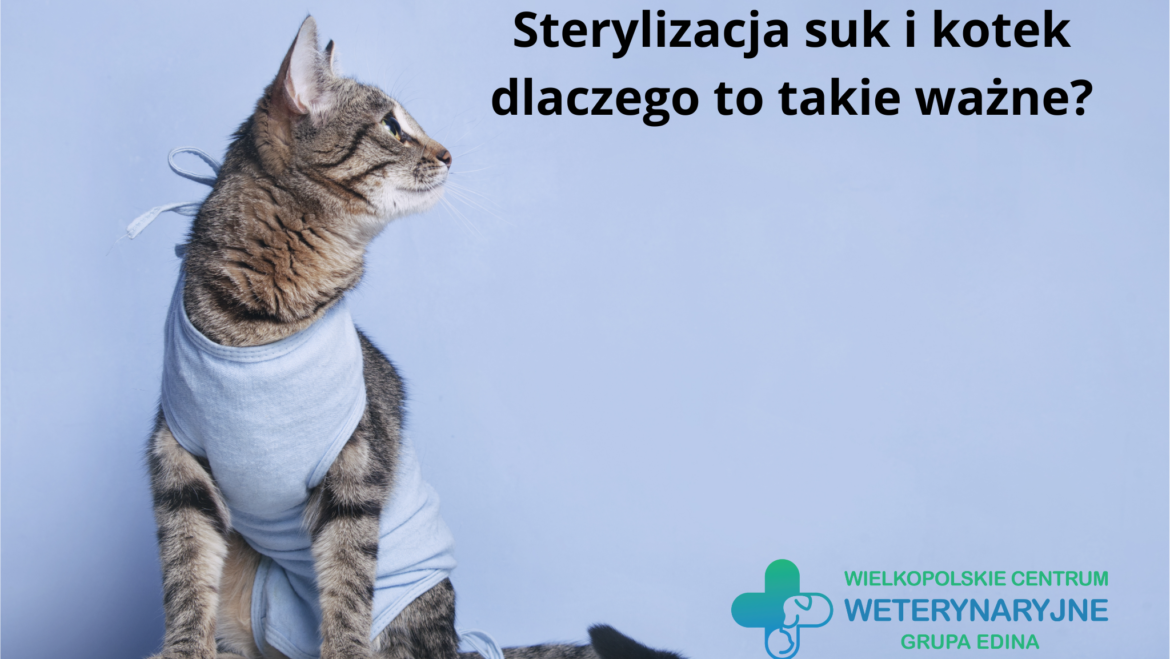 Zabiegi profilaktyczne – sterylizacja suk i kotek – dlaczego to takie ważne
